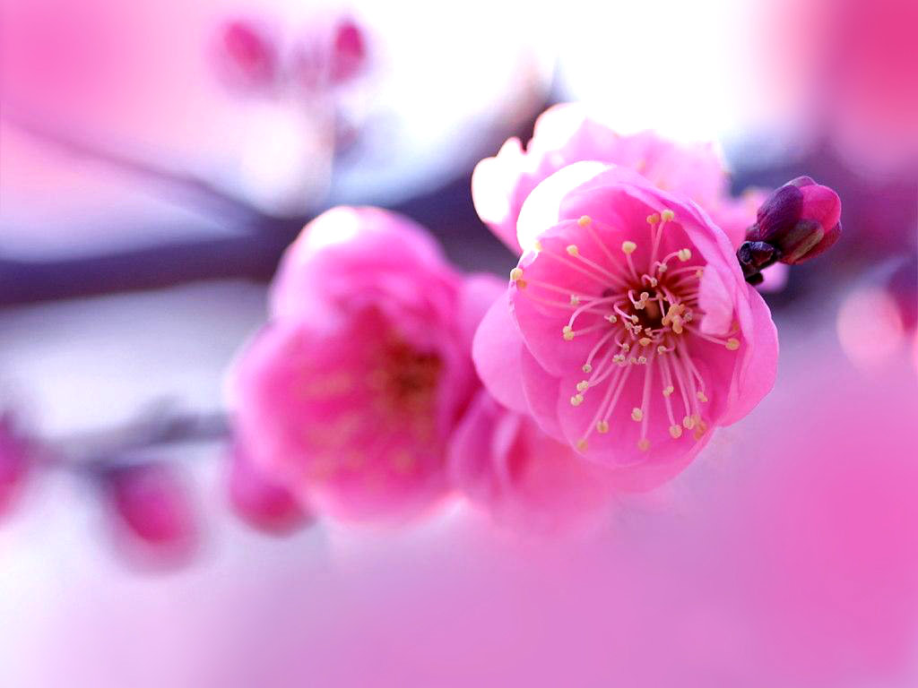 Pink Flower Desktop