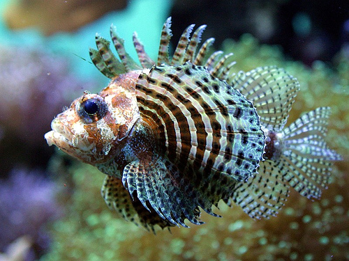 wallpaper fish. computer wallpaper fish