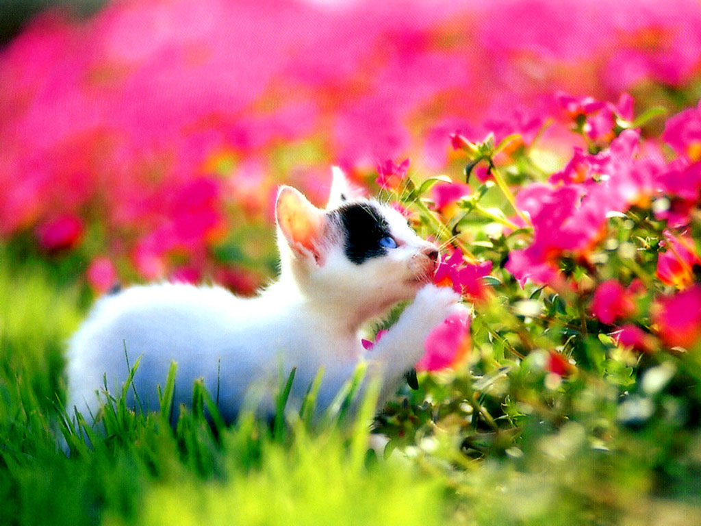 Kitten_flowers_desktop.jpg