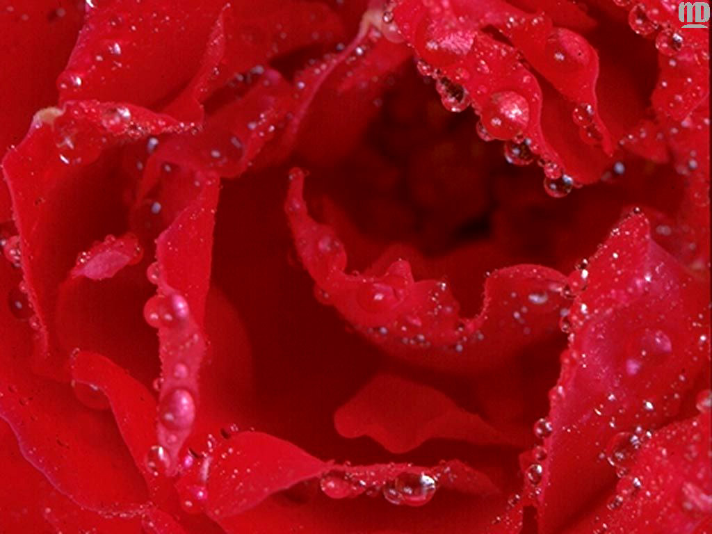 wallpaper red roses .