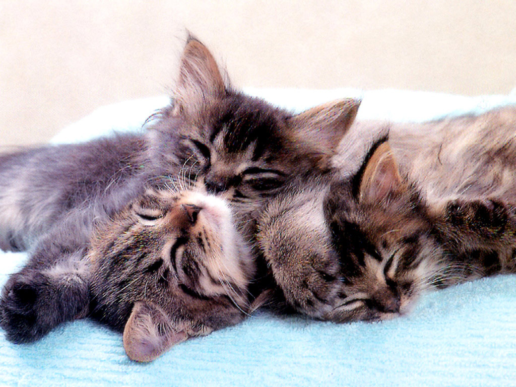 Wild Kitten wallpapers Sleeping kitten Desktop Cats Free 