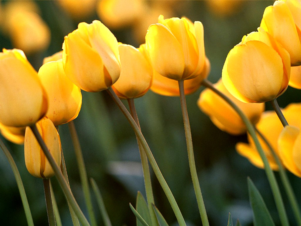 Tulips Wallpapers - Tulpen bureaublad achtergrond - Under water .