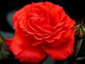 Big red Rose.