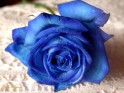 Blue Rose.