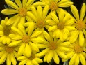 Camomile flower desktop.