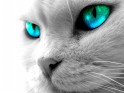 Cat eyes desktop wallpaper.