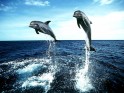 Dolfijnen zee wallpaper.