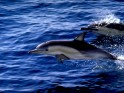 Dolphin ocean life wallpaper.