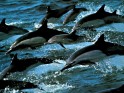 Dolphins Ocean wallpaper.