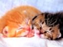 Dreaming kittens desktop.