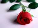 Red rose wallpapers.