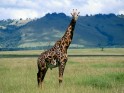 Giraffe Desktop Picture.