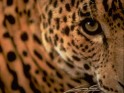 Jaguar Animal Wallpaper.