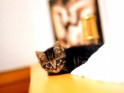 Kitten wallpaper.