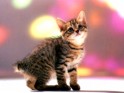 Kitten wallpapers picture.