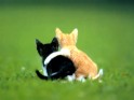 Kittens_are_friends.