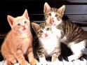 Kittens desktop.