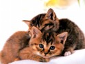 Kittens desktop wallpaper.