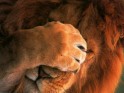 Lions Desktop Wallpaper.