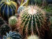 Nature cactus plant wallpaper.