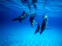 Dolphins under water.
