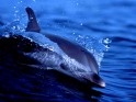 Oceans Life Dolphin.