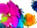 Rainbow Flowers wallpaper.