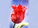 Red Tulip flower wallpapers