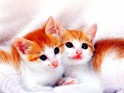Red kittens.