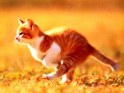 Running cat.