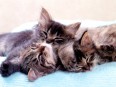 Sleeping kittens.