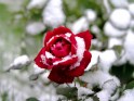 Snow rose flower.