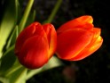 Tulips bloemen foto.