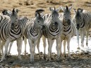 Zebras desktop Wallpaper.