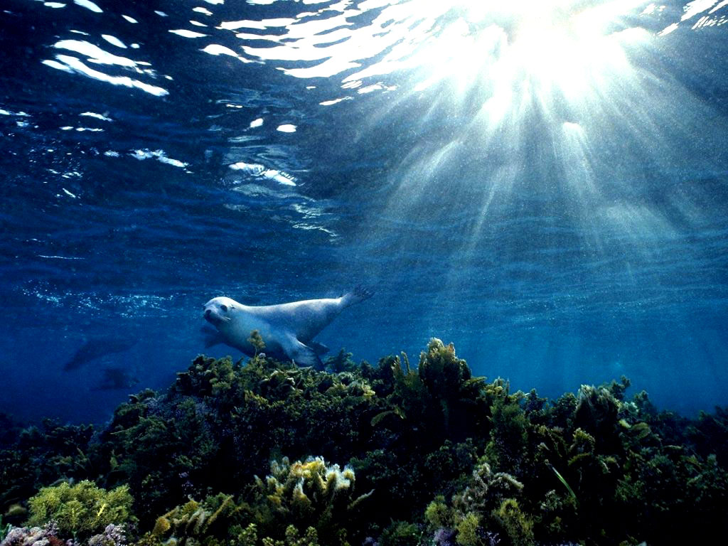 under water pics of the ocean
