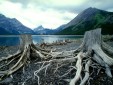 Alberta Canada Driftwood Picture.