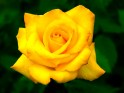 Big yellow Rose.