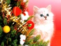 Christmas Cats wallpapers.