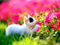 Kitten flowers desktop.
