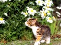 Kitten flowers wallpaper.