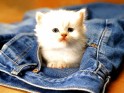 Kitten in jeans.