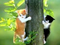 Kittens in tree.