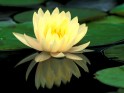 Lotus flower desktop.