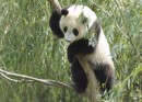 Panda Desktop foto.