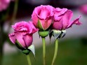 Pink Roses desktop flowers.