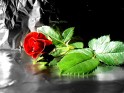 Red Rose wallpapers.