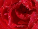 Red Rose backgrounds wallpaper.