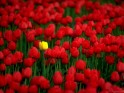 Rode Tulpen bureaublad achtergrond.