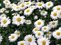 White Camomile flowers desktop.