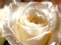 White Rose wallpapers.